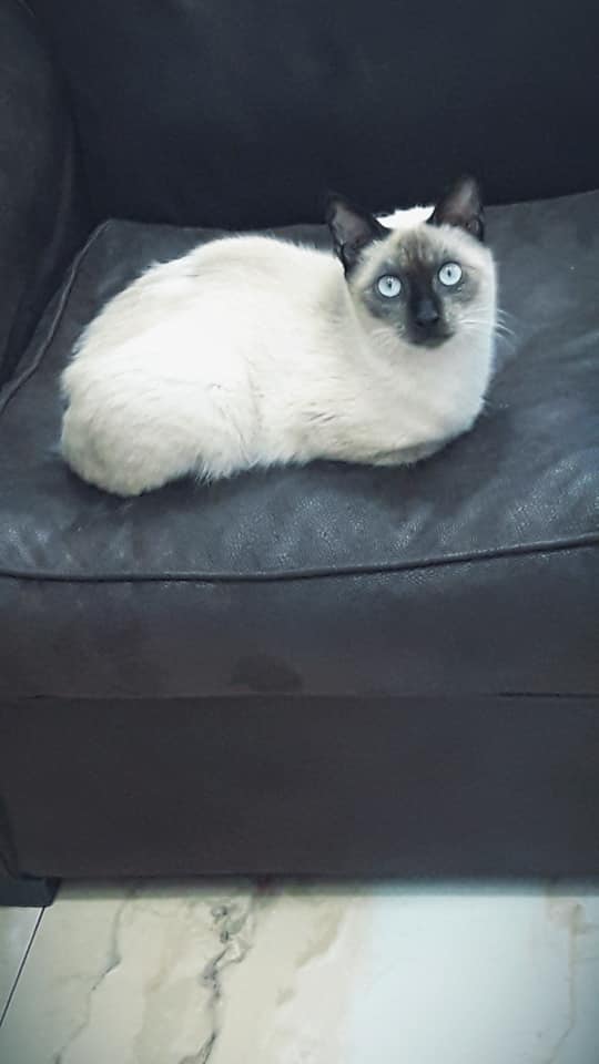 Image de diapositive