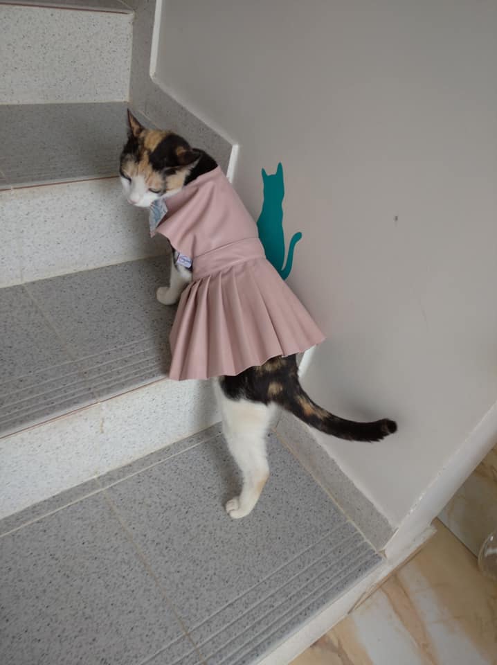 Image de diapositive