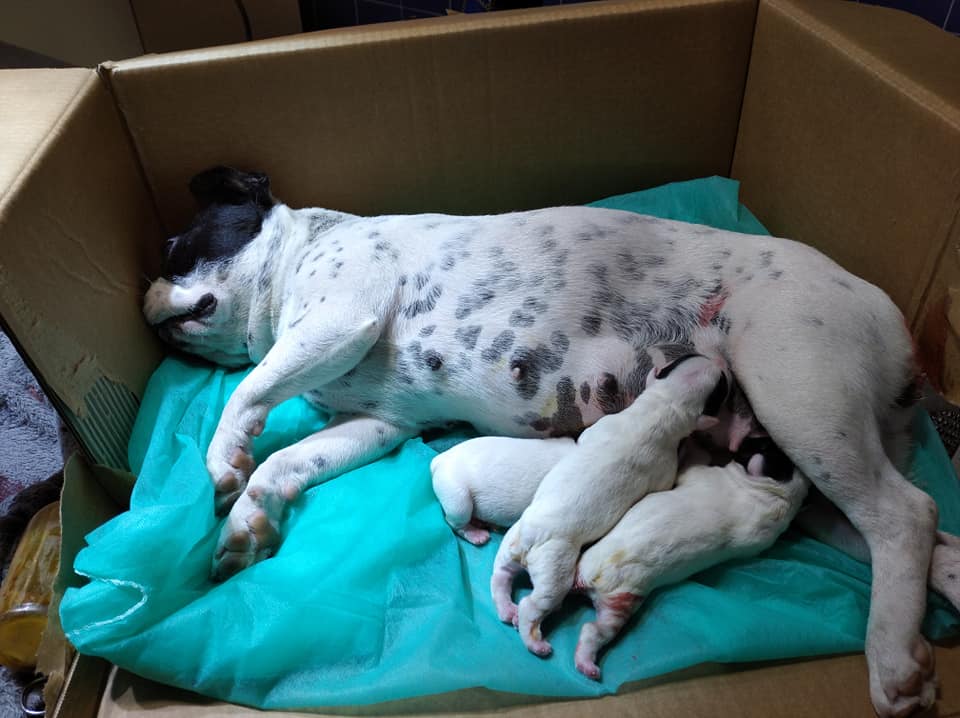 Image de diapositive