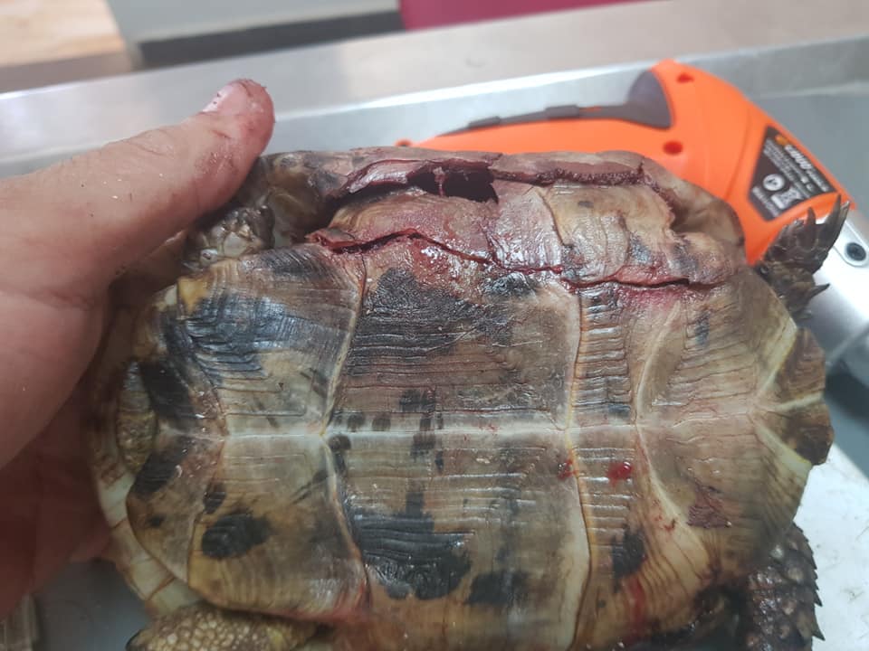 Image de diapositive