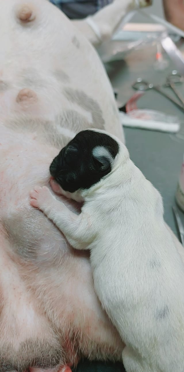 Image de diapositive