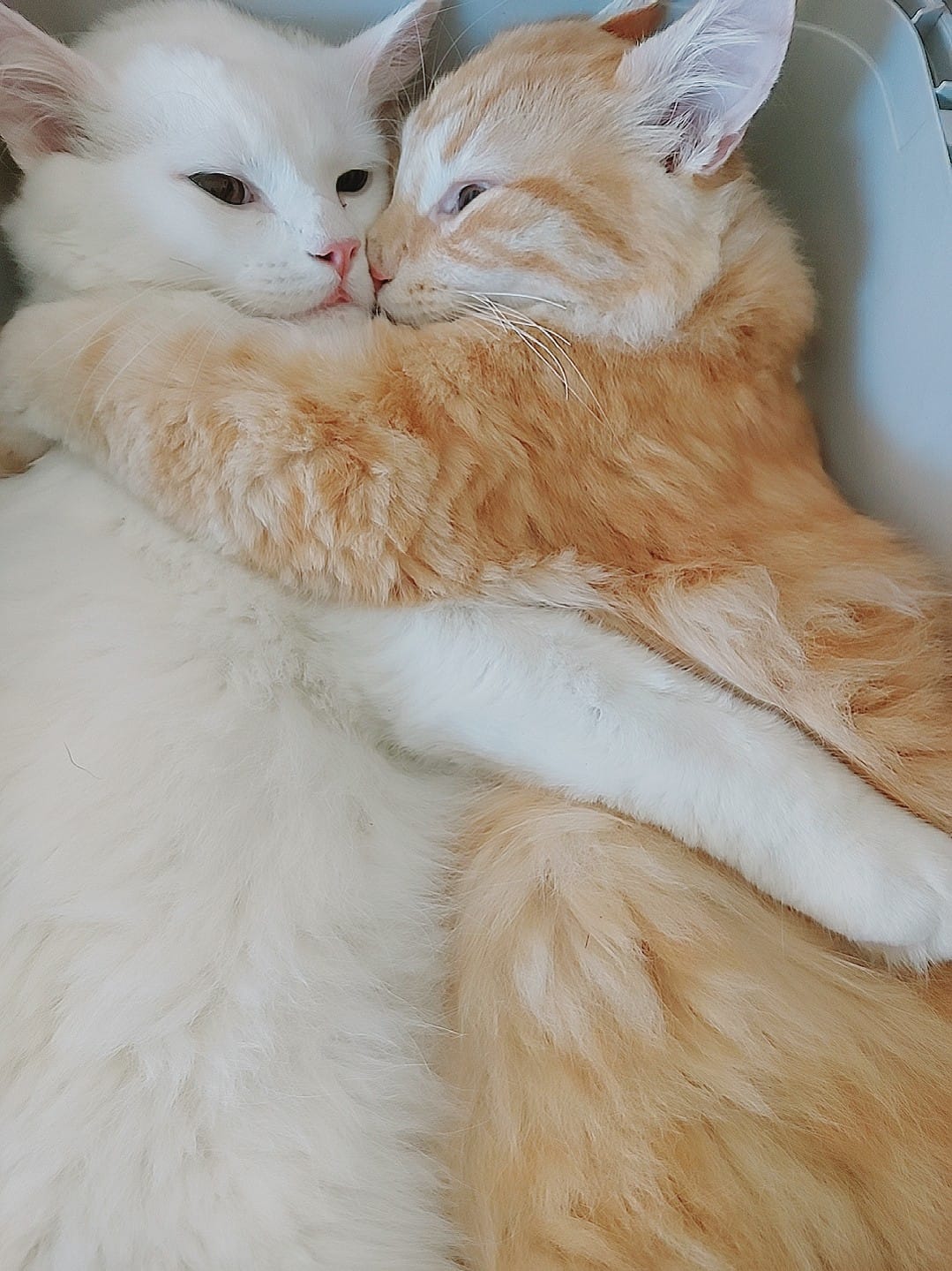 Image de diapositive