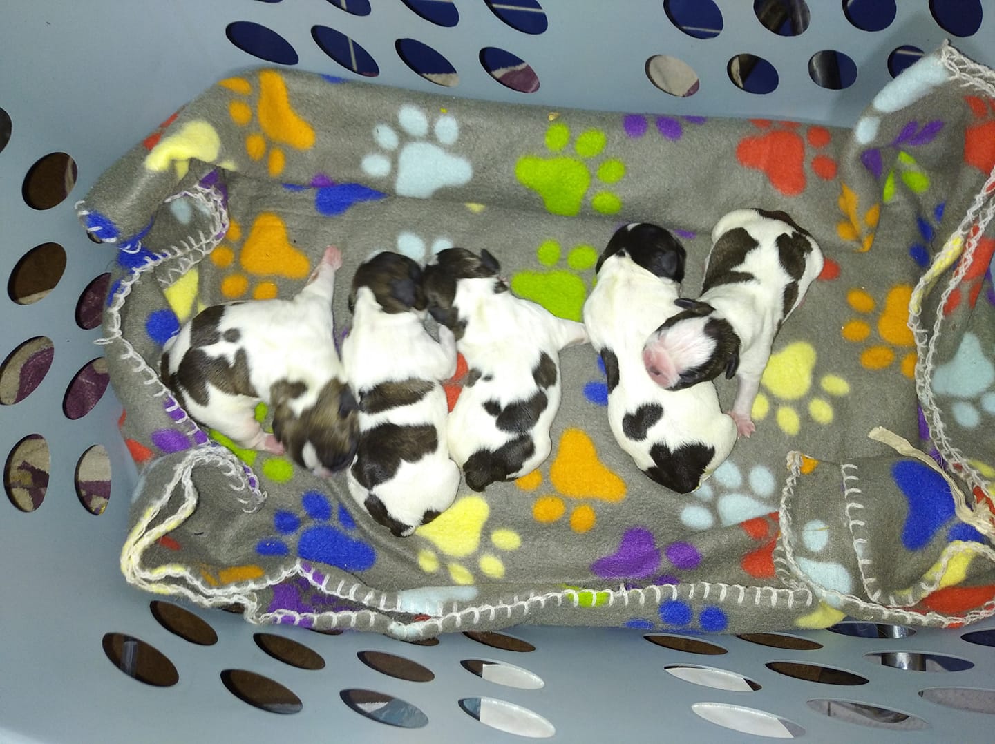 Image de diapositive