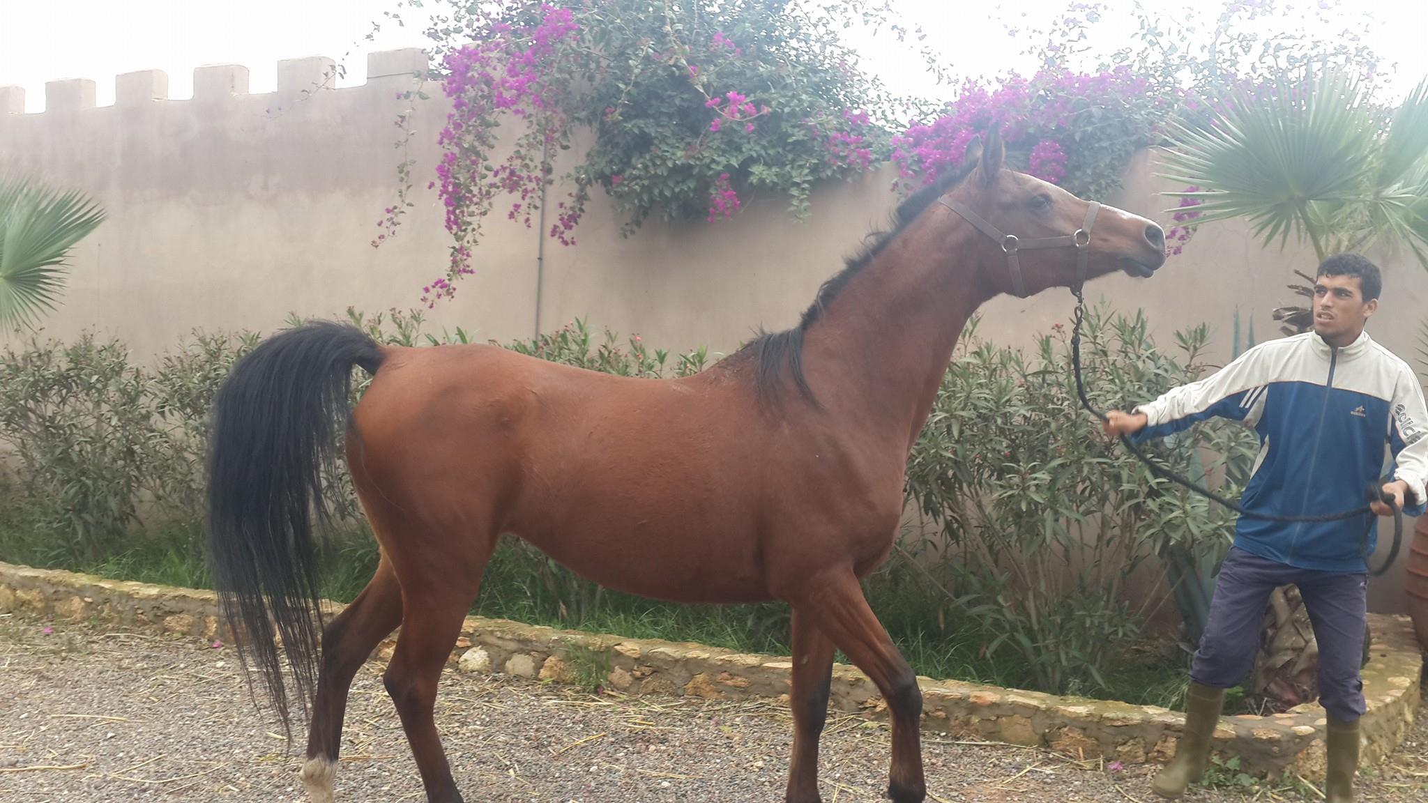 Image de diapositive