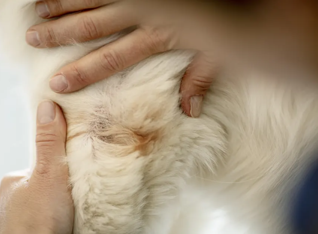 Odoo- Echantillon n° 2 pour trois colonnes